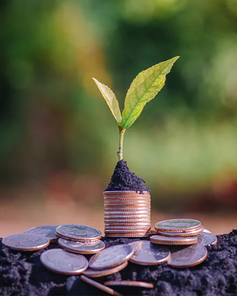 Plant growing in coin jar